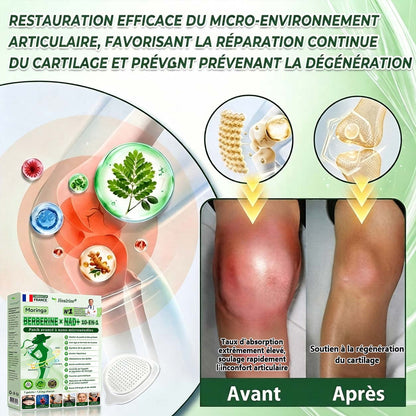 🇫🇷 Healrize® 🍀🌿 Patch nano-microaiguilles 10-en-1 Moringa · Berbérine · NAD+ | 1× par jour